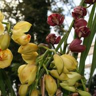 Cymbidium orchidaceae Lovely Moon 'Crescent' is part of the NYBG's latest orchid exhibit.